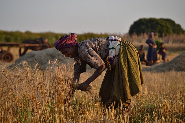 Transgenic maize project